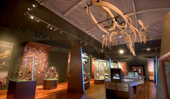 The Sei Whale on display at the Manx Museum